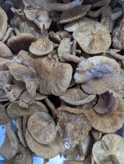 Lactarius rimosellus