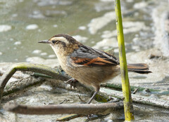 Phleocryptes melanops