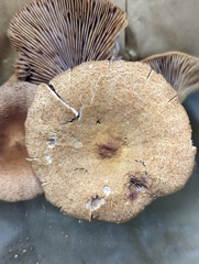 Lactarius rimosellus