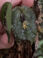 Pleurothallis baudoensis