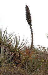 Puya weberbaueri