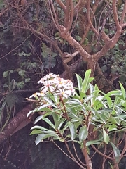 Brachyglottis kirkii