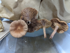 Lactarius rimosellus