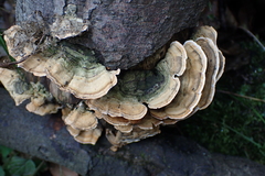 Cerrena unicolor