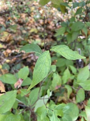 Cornus kousa