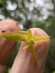 Maxillaria amplifoliata