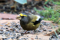 Coccothraustes vespertinus