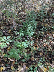 Cornus kousa
