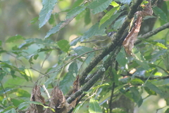Chlorospingus flavopectus