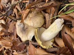 Tricholoma quercetorum