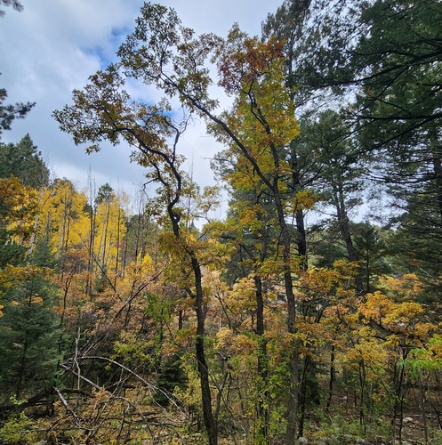 Gambel oak (Quercus gambelii)