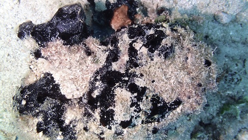 Iotrochota arenosa
