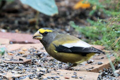 Coccothraustes vespertinus