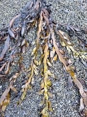 Carpophyllum maschalocarpum