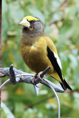 Coccothraustes vespertinus