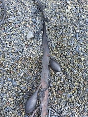 Carpophyllum maschalocarpum