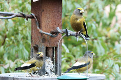 Coccothraustes vespertinus