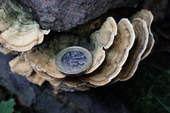 Cerrena unicolor