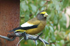 Coccothraustes vespertinus