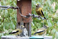 Coccothraustes vespertinus