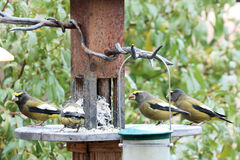 Coccothraustes vespertinus