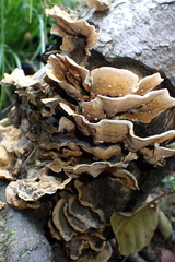 Cerrena unicolor