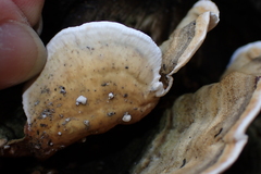Cerrena unicolor