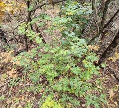 Acer grandidentatum