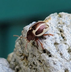 Calligrapha bidenticola
