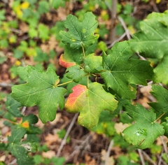 Acer grandidentatum