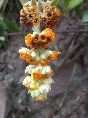Buddleja tucumanensis