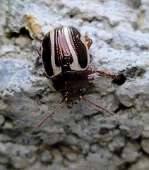 Calligrapha bidenticola