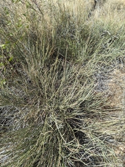 Ephedra viridis