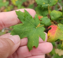 Acer grandidentatum