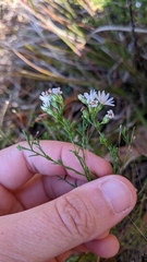 Symphyotrichum depauperatum