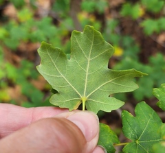 Acer grandidentatum
