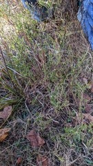 Symphyotrichum depauperatum