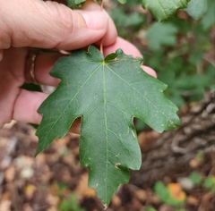 Acer grandidentatum