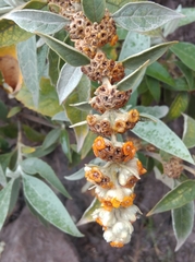 Buddleja tucumanensis
