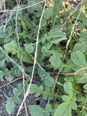 Centaurea melitensis