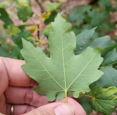 Acer grandidentatum