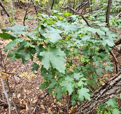 Acer grandidentatum