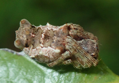 Wagneriana