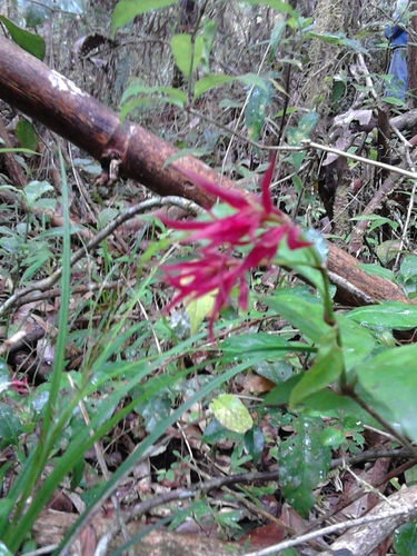 Hypoestes pulchra image