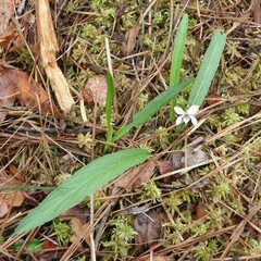 Viola vittata