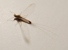 Ephemerella