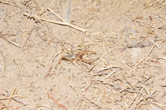 Eremobatidae