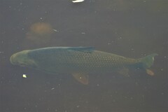Prochilodus lineatus