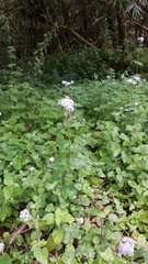 Ageratum conyzoides image