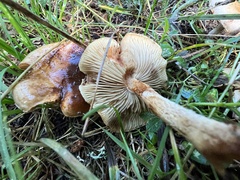 Pholiota lenta
